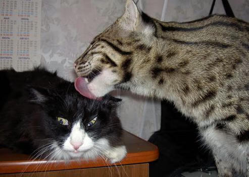 弗鲁米嫩塞赢得2024年南美超级杯冠军,弗鲁米嫩塞队