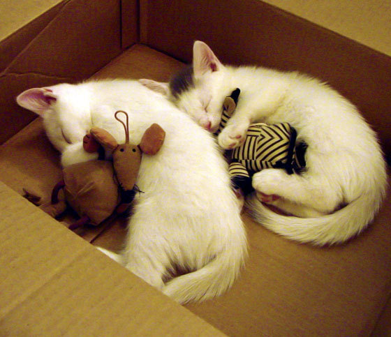 爱游戏官网充值-_骑行达人挑战赛：城市与自然的极速碰撞_，骑行比赛视频